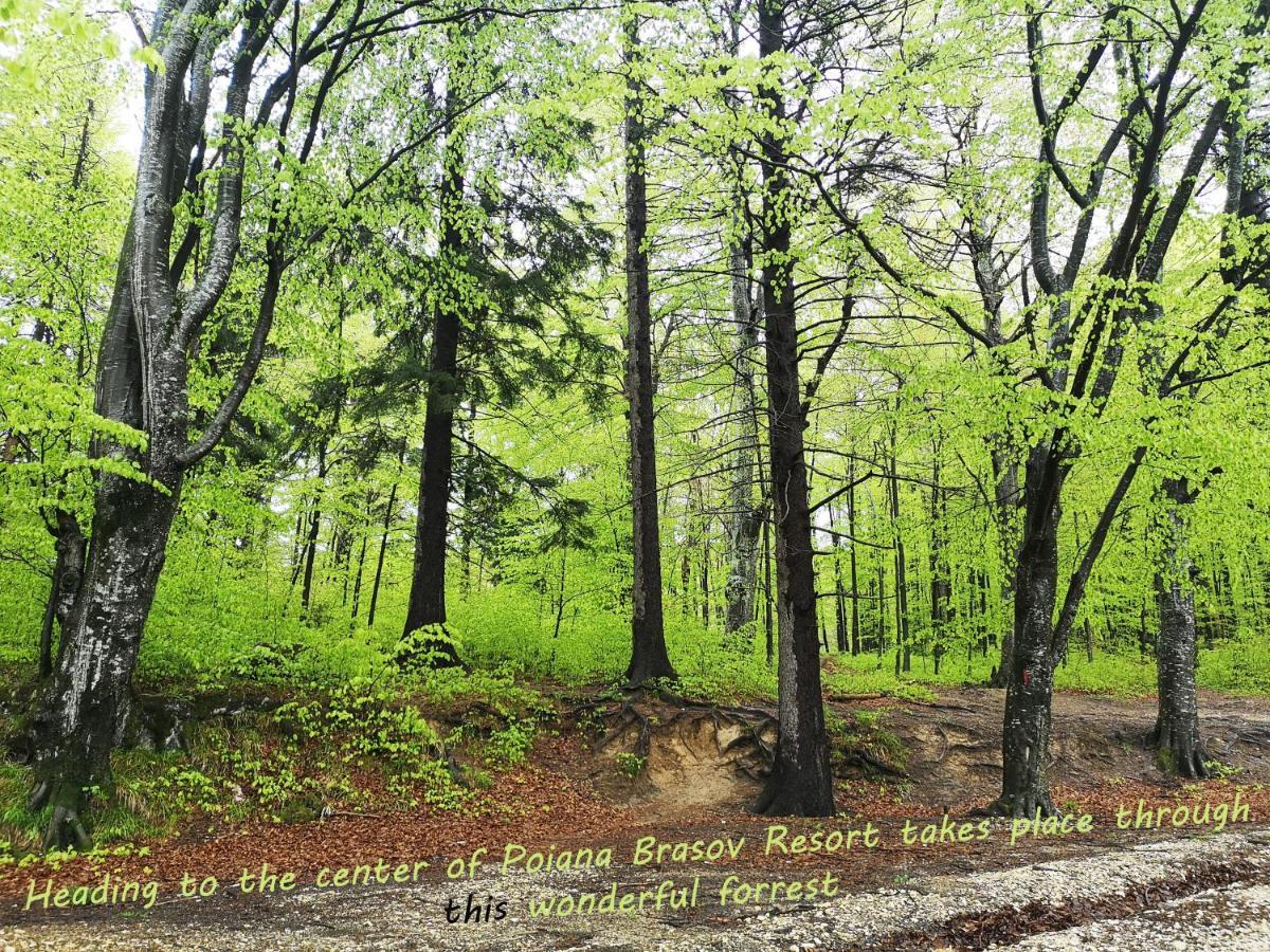 The Evergreen Nest - Silver Mountain Poiana Brasov Ngoại thất bức ảnh